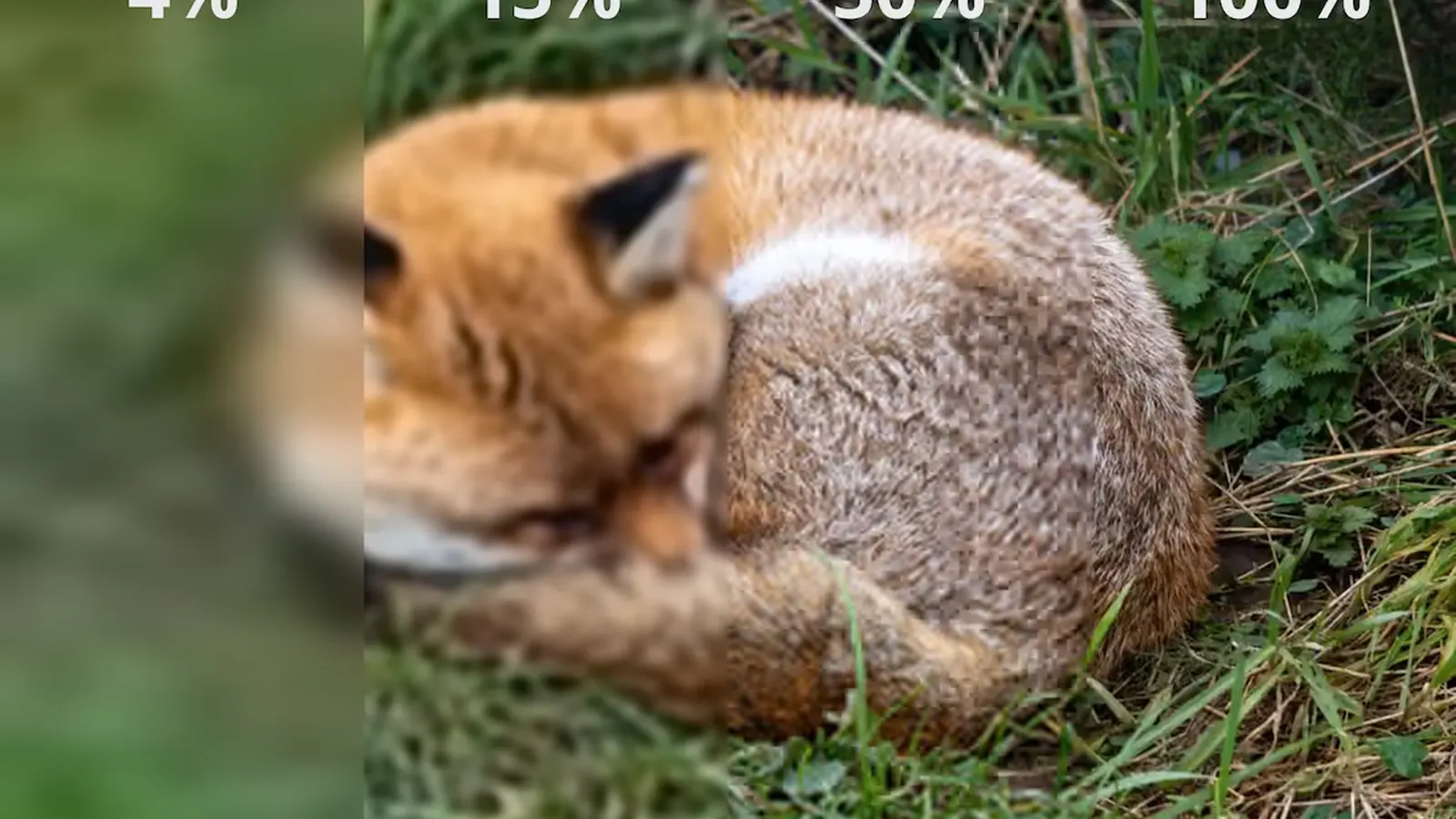 Démonstration officielle du rendu progressif d’une image JPEG XL dans Firefox